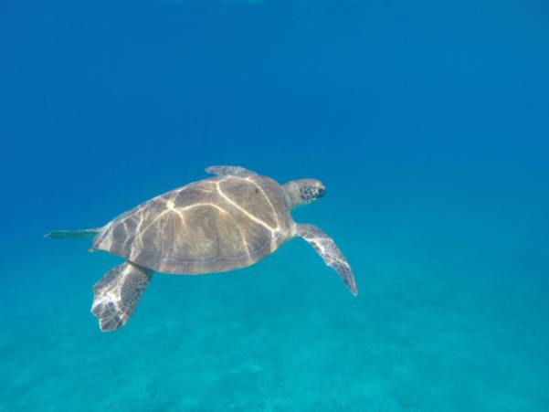 Kalkan bay turtle